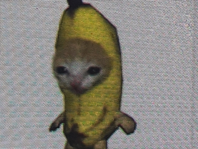 Cat banana
