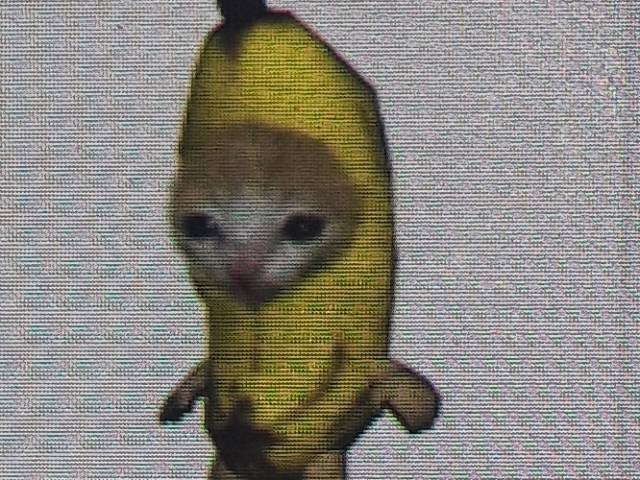 Cat banana