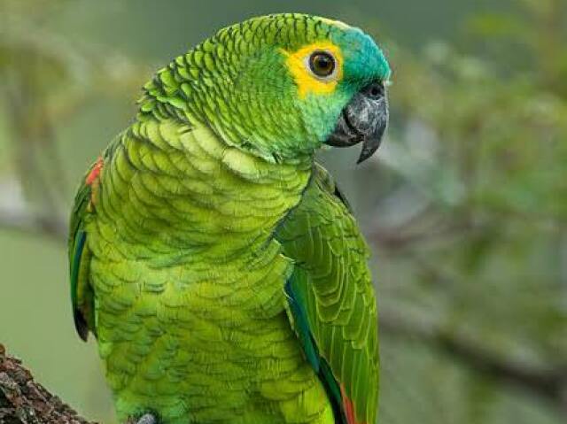 Papagaio