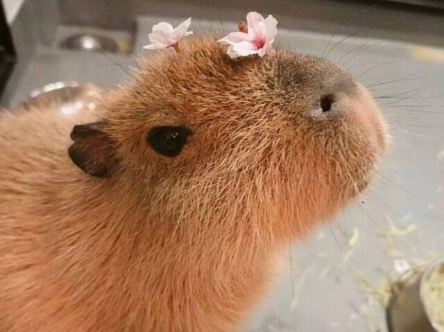 Capivara ( bem soft đ)