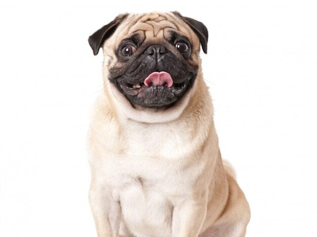 Pug