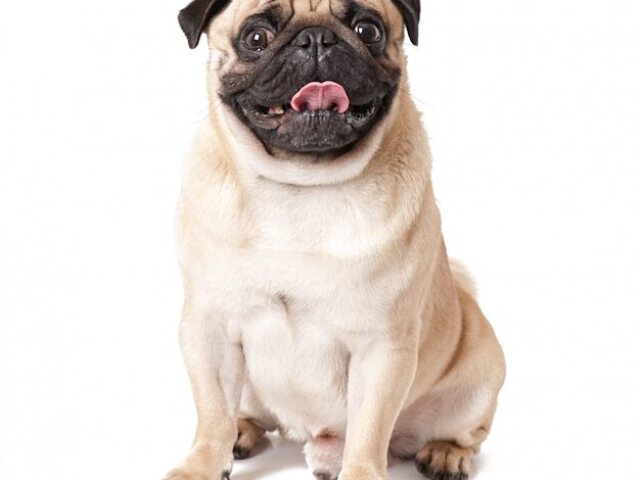 Pug