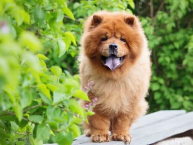 Chow chow