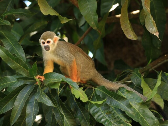 Macaco de Cheiro