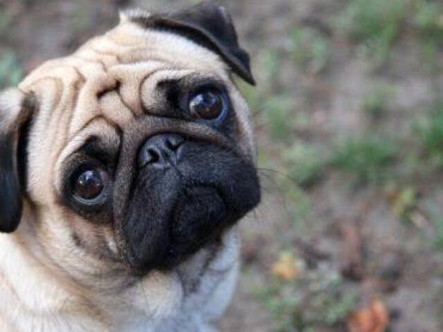 Puggy