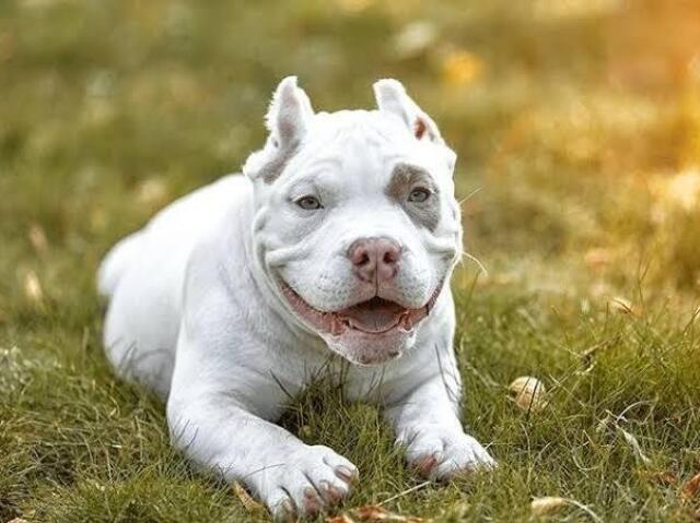 American bully