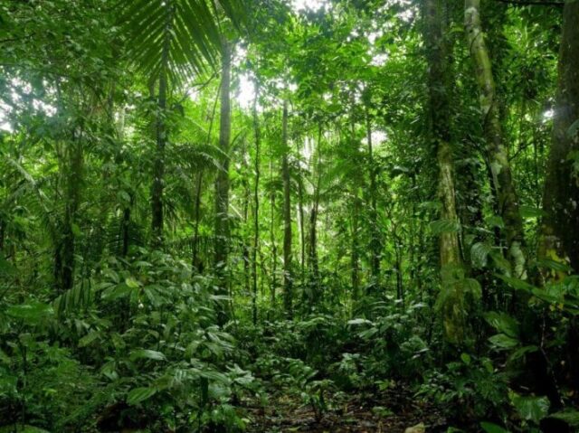 Um habitat tropical