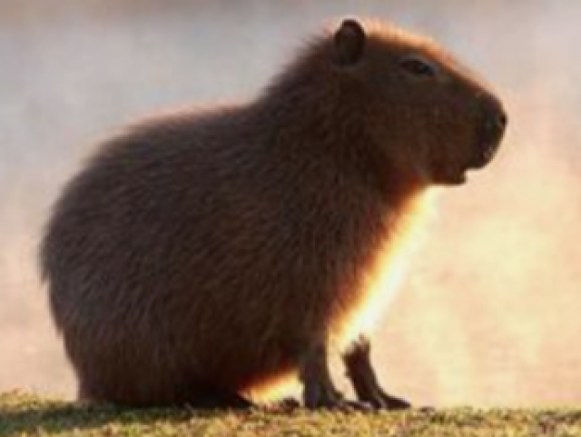 Capybara fofs