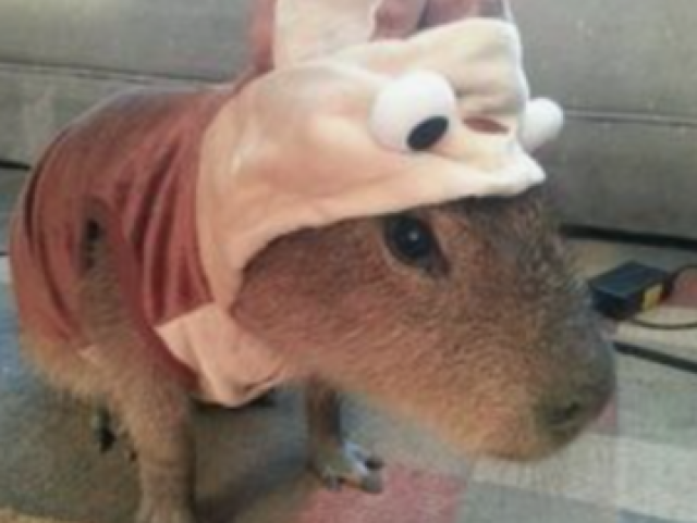 Capybara com roupa