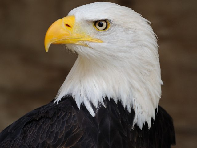 Águia🦅