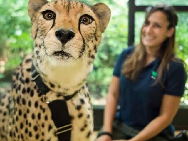 Estagiário em Zoológico