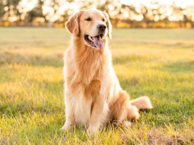 Golden retriever