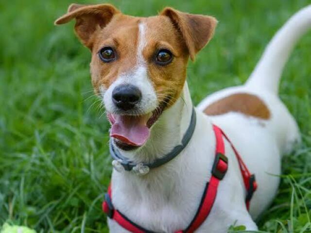 Jack russell terrier