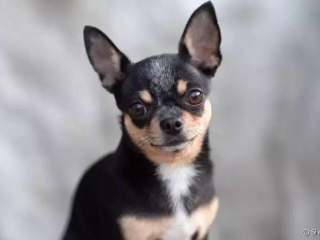 Chihuahua