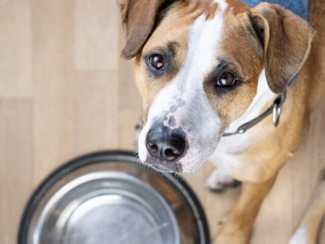 Comida Para Os Animais Com Fome