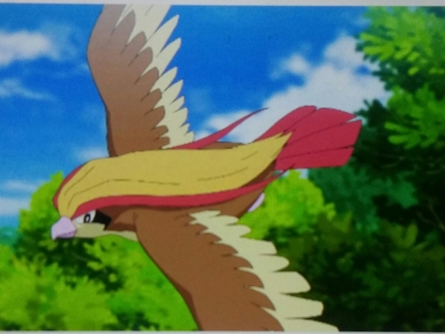 Pidgeot