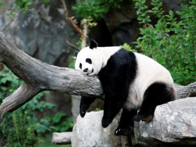 Panda Gigante