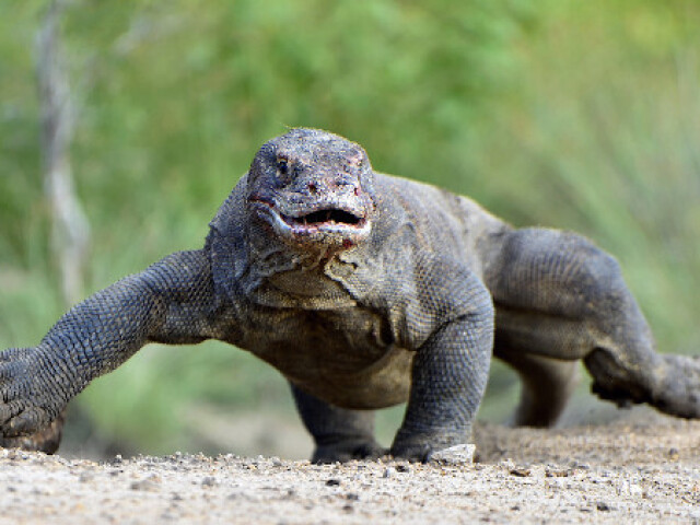 Dragão de Komodo