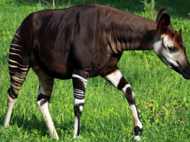 Okapi