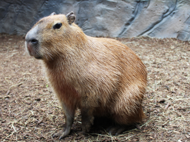 Capybara