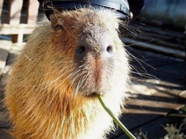 Ganhar uma capivara polícia