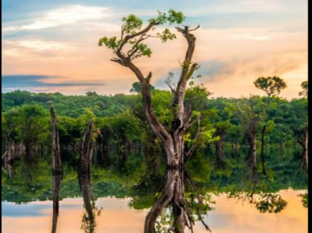 Amazônia