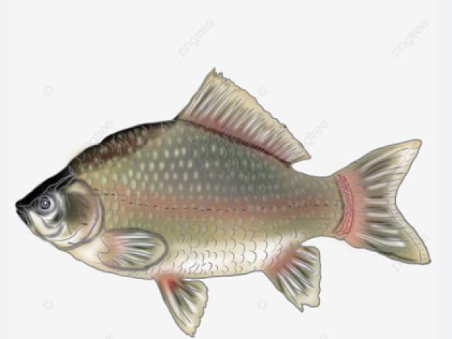 Peixe