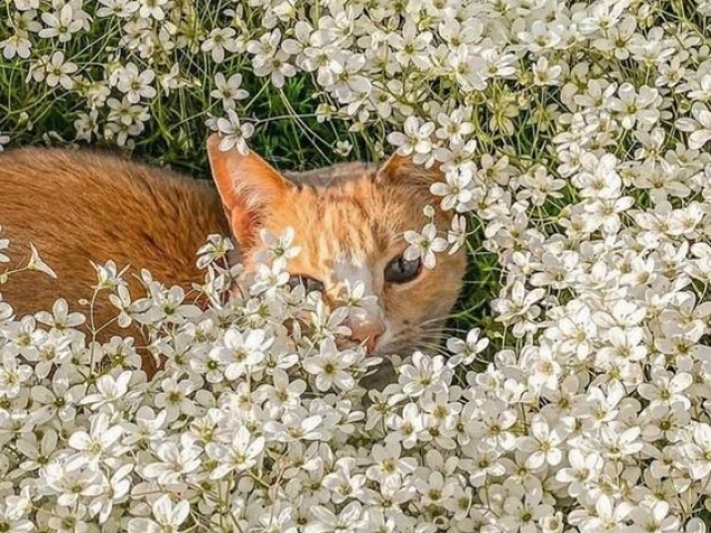 Gatinhos