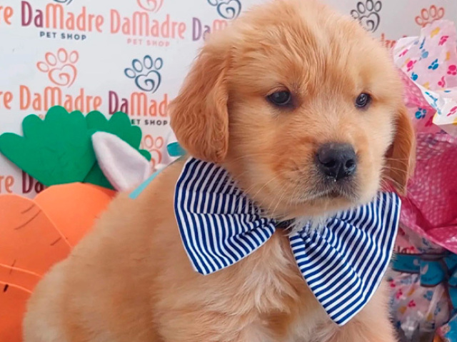 Goldennnnn lindoooo