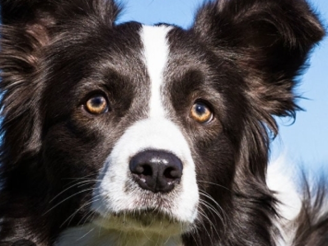 Border Collie