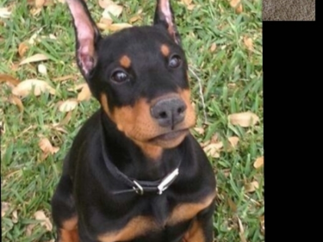 Doberman