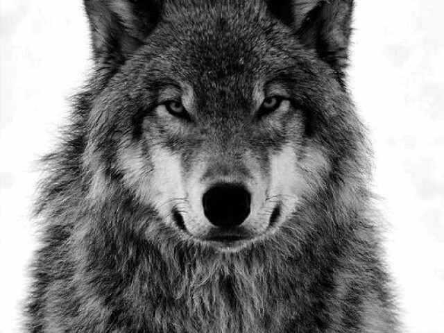 Lobo