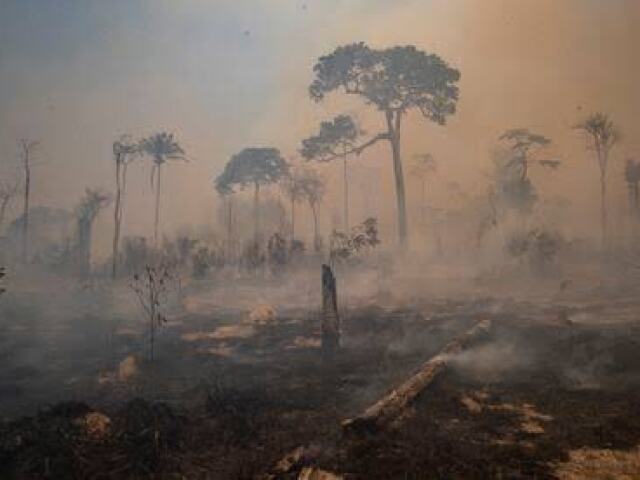 desmatar as florestas pra diminuir a emissão de dióxido de carbono na atmosfera