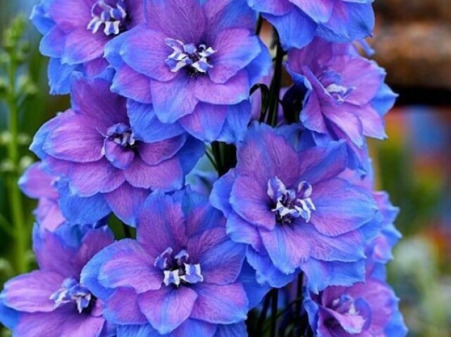 Larkspur