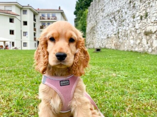 Cocker spaniel