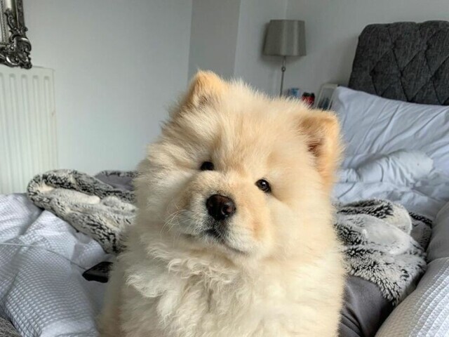 Chow chow