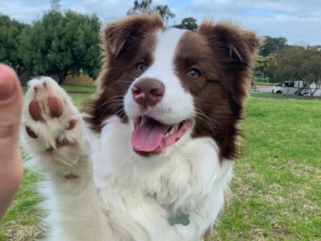 Border collie