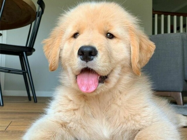 Golden retriever