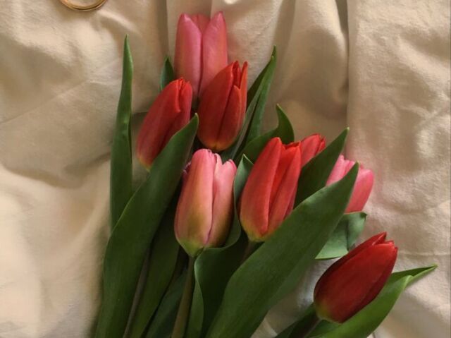 Tulipa