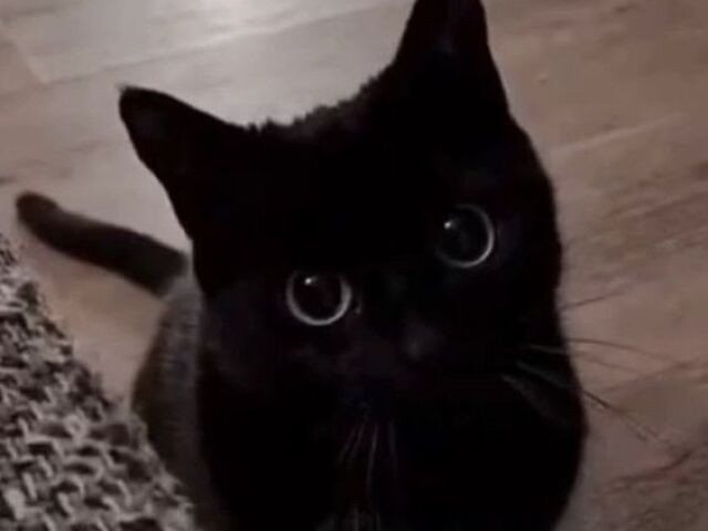 Un gatolito pretito,AAAAA!!!!!Como se diz não a esses olhos?!