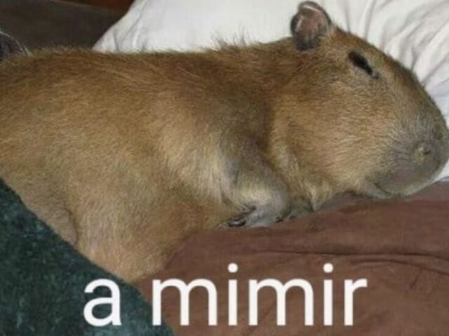 capivara >:)