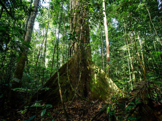 Uma selva Amazonica