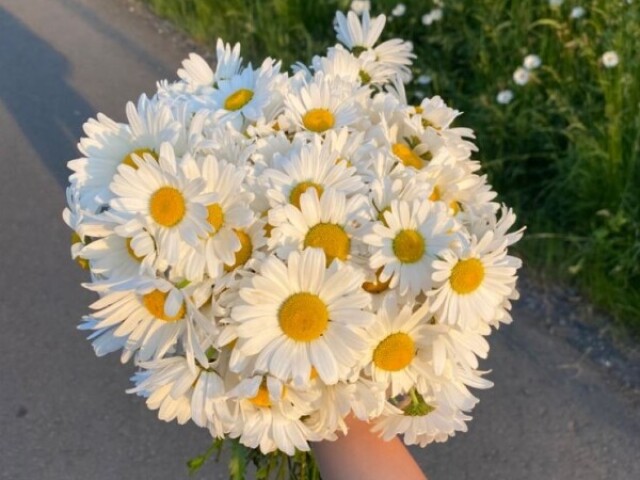 Margaridas🌼