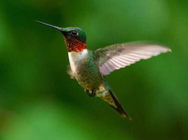 Beija-flor