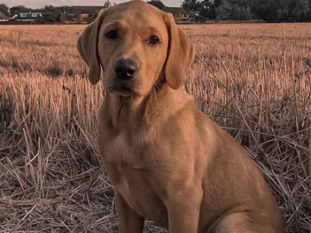 Labrador