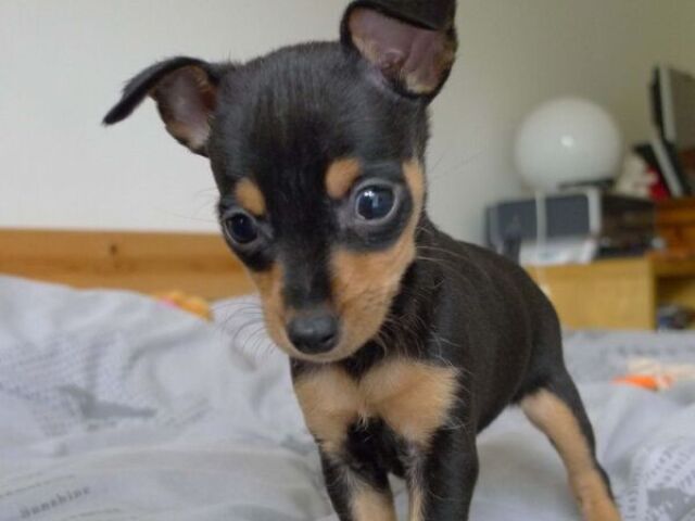 Pinscher