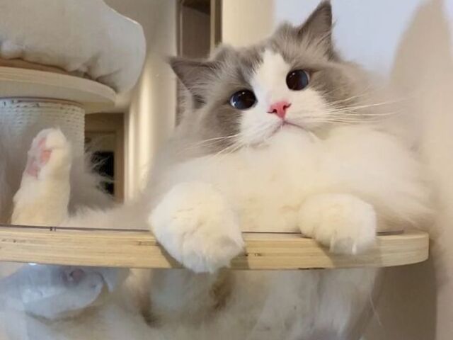 Ragdoll