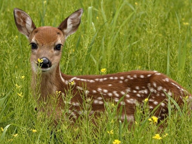 Corça🦌