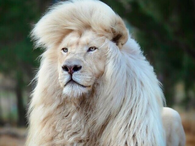 Leão🦁