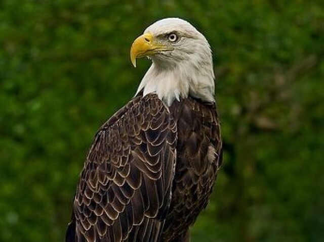 Águia🦅